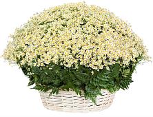 Цветочная композиция из Ромашки в корзине #REPLACE_PRED# Зеленогорском